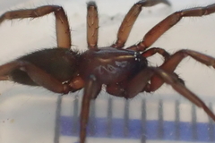 Scotophaeus blackwalli