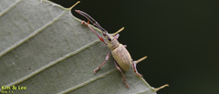 Cyphicerini