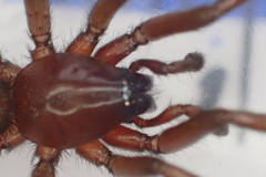 Scotophaeus blackwalli