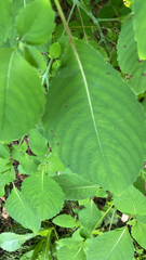 Impatiens pallida
