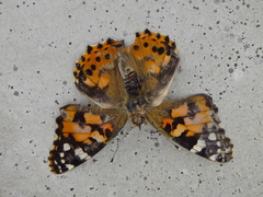 Vanessa cardui
