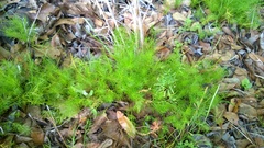 Ptilimnium capillaceum