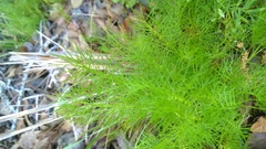 Ptilimnium capillaceum