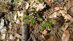 Tephrosia spicata