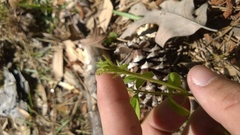 Tephrosia spicata