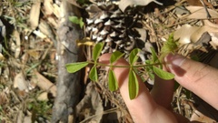 Tephrosia spicata