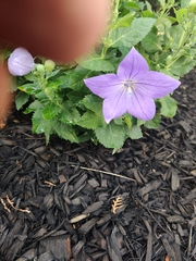 Platycodon grandiflorus