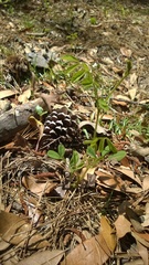Tephrosia spicata