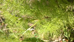 Ptilimnium capillaceum