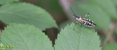 Sphedanolestes impressicollis