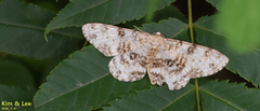 Ophthalmitis albosignaria