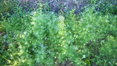 Ptilimnium capillaceum