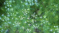 Ptilimnium capillaceum