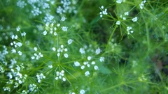 Ptilimnium capillaceum