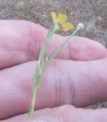 Linum hudsonioides
