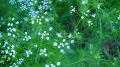 Ptilimnium capillaceum