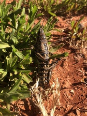 Monistria pustulifera