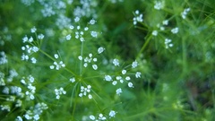 Ptilimnium capillaceum