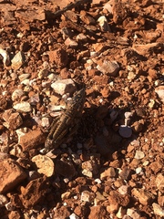 Monistria pustulifera