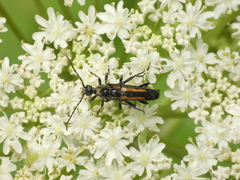 Strangalepta abbreviata