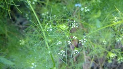 Ptilimnium capillaceum