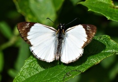 Heliopetes ochroleuca