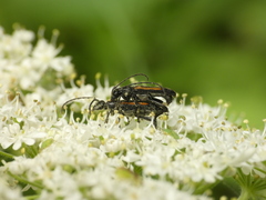 Strangalepta abbreviata