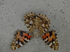 Vanessa cardui