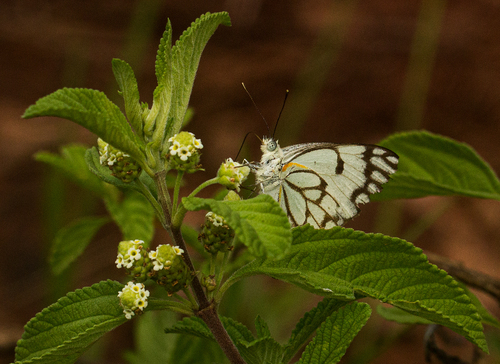 Pioneer White