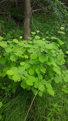 Corylus sieboldiana mandshurica