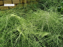 Equisetum arvense