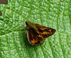 Vinius pulcherrimus