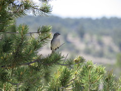 Vireo vicinior