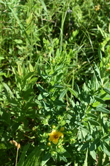 Hypericum swinkianum