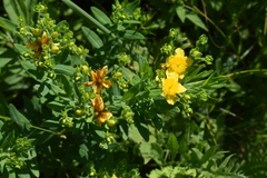 Hypericum swinkianum