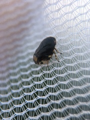 Clastoptera lineatocollis