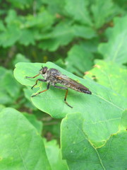 Pamponerus germanicus