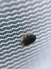 Clastoptera lineatocollis