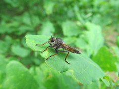 Pamponerus germanicus