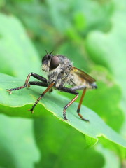 Pamponerus germanicus