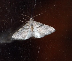 Prionomelia spododea