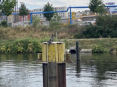 Phalacrocorax carbo