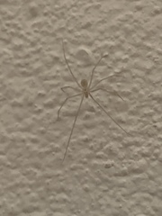 Spermophora senoculata