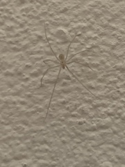 Spermophora senoculata