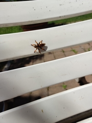 Pogonosoma maroccanum