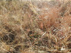 Aloe greatheadii davyana