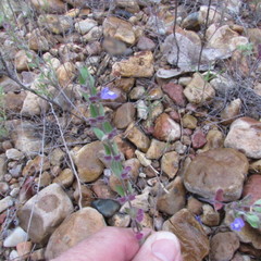 Scutellaria drummondii