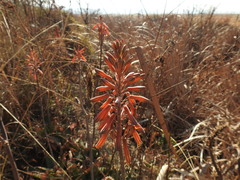Aloe greatheadii davyana