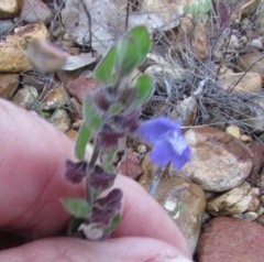 Scutellaria drummondii