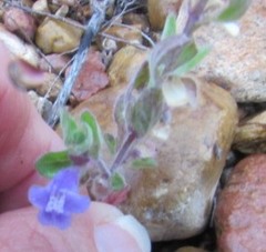 Scutellaria drummondii
